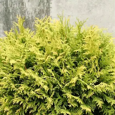 Туя ГОЛДЕН ГЛОБ западная в Пинске