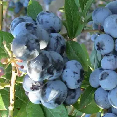 Голубика НОРТЛАНД в Пинске