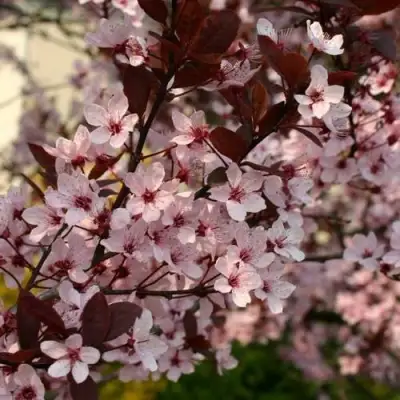 Слива НИГРА растопыреная в Пинске