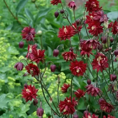 Аквилегия РУБИ ПОРТ обыкновенная в Пинске