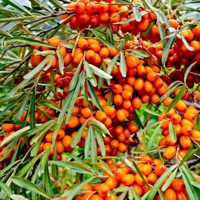 Облепиха ДЖЕМОВАЯ в Пинске