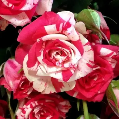 Роза ФАЙЕР ВОРКС миниатюрная в Пинске