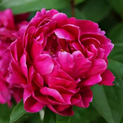 Пион ЛУИ ВАН-ГУТТ травянистый в Пинске