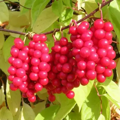 Лимонник ПЕРВЕНЕЦ китайский в Пинске