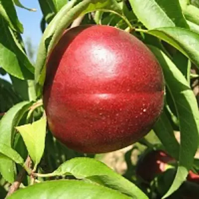 Нектарин ФАНТАЗИЯ в Пинске