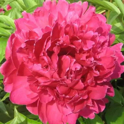 Пион ПУРПУРНЫЙ ФЕНИКС травянистый в Пинске