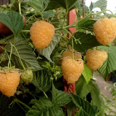 Малина ЗЮГАНА ЗОЛОТАЯ в Пинске