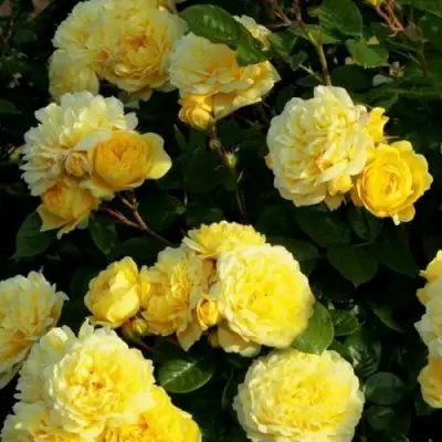 Роза АНИ ДЮПРЕЙ флорибунда в Пинске