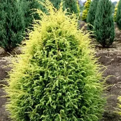 Можжевельник ГОЛД КОН обыкновенный в Пинске