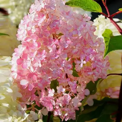 Гортензия ДИАМАНТИНО метельчатая в Пинске