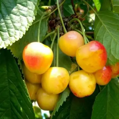 Черешня ЯНТАРНАЯ в Пинске