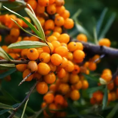 Облепиха МОСКОВСКАЯ ПРОЗРАЧНАЯ в Пинске