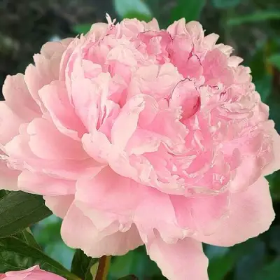 Пион САРА БЕРНАРД травянистый в Пинске