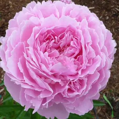 Пион ДЖАКОРМА травянистый в Пинске