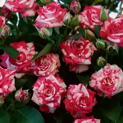 Роза ФАЙЕР ВОРКС миниатюрная в Пинске