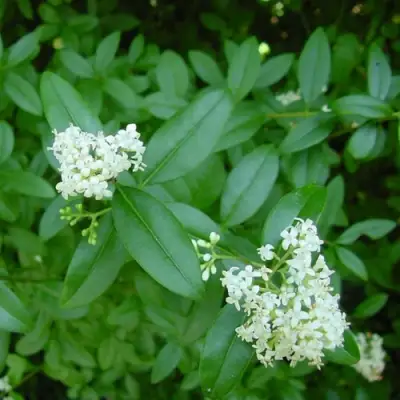 Бирючина обыкновенная АТРОВИРЕНС в Пинске