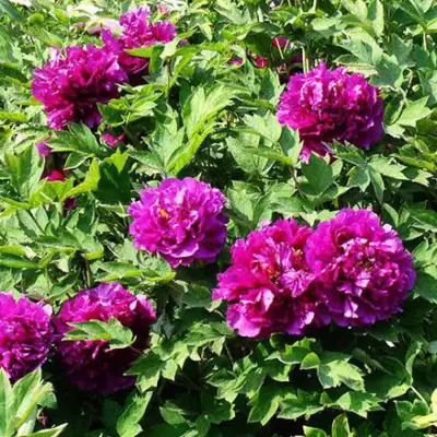 Пион ОРНАМЕНТ древовидный в Пинске