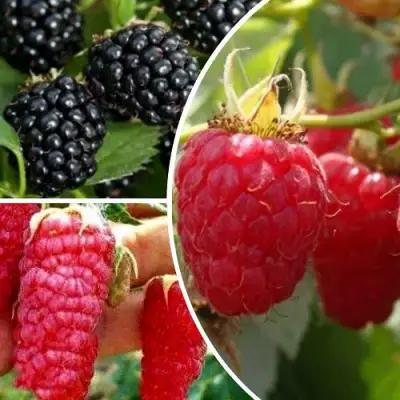 Комплект ЯГОДНЫЙ МИКС в Пинске