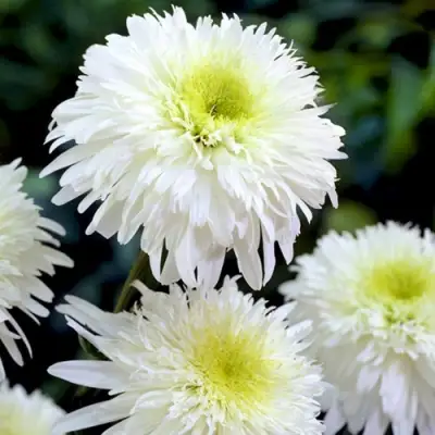 Нивяник ФИОНА ГОГХИЛЛ великолепный в Пинске