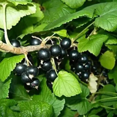 Смородина чёрная ВЕЛОЙ (ЛЕНИНГРАДСКАЯ СЛАДКАЯ) в Пинске