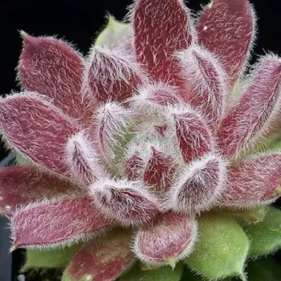 Молодило ТАРАНТУЛА в Пинске