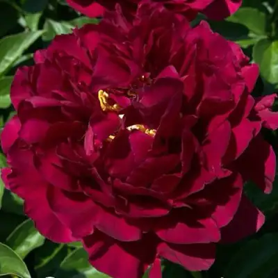 Пион ОЛД ФЕЙТФУЛ травянистый в Пинске