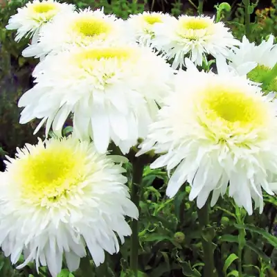 Нивяник ФИОНА ГОГХИЛЛ великолепный в Пинске