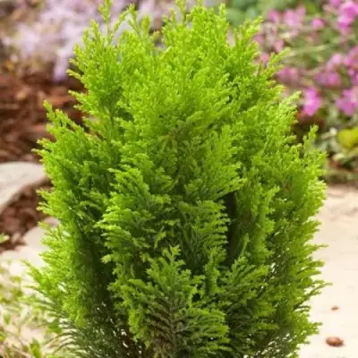 Кипарисовик ЭЛВУДИ ГОЛД лавсона в Пинске