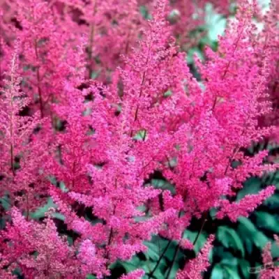 Астильба ЭЛИЗАБЕТ ВАН ВИН японская в Пинске