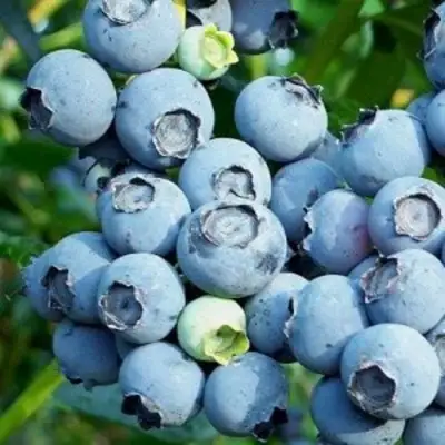 Голубика ПУРУ в Пинске