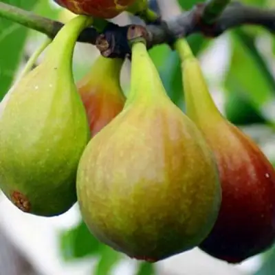 Инжир ДАЛМАТСКИЙ в Пинске