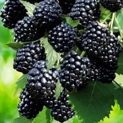 Ежевика АПАЧИ бесшипная  в Пинске