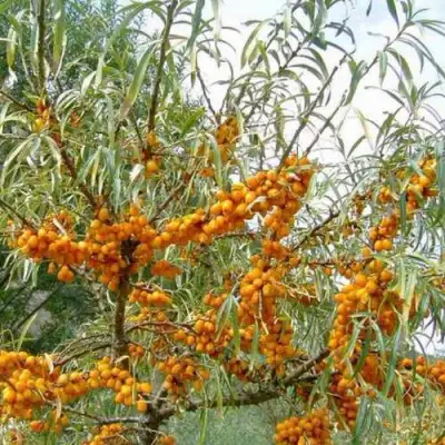 Облепиха ДАР МГУ в Пинске