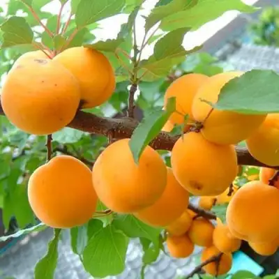 Абрикос ОРИГИНАЛ в Пинске