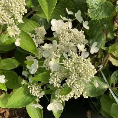 Гортензия ПРИМ ВАЙТ метельчатая в Пинске