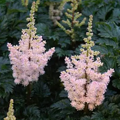 Астильба ЛИЛИПУТ курчавая в Пинске