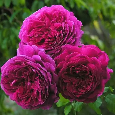 Роза КЕЙТ английская в Пинске