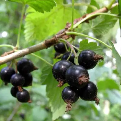 Смородина чёрная ШАРОВИДНАЯ в Пинске