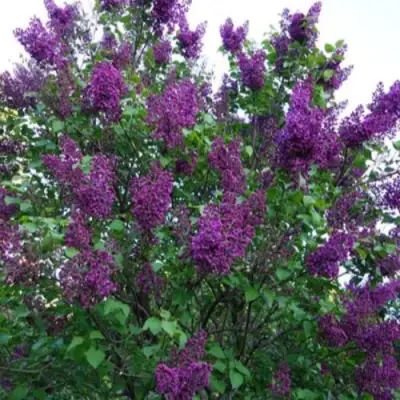 Сирень СУМЕРКИ в Пинске