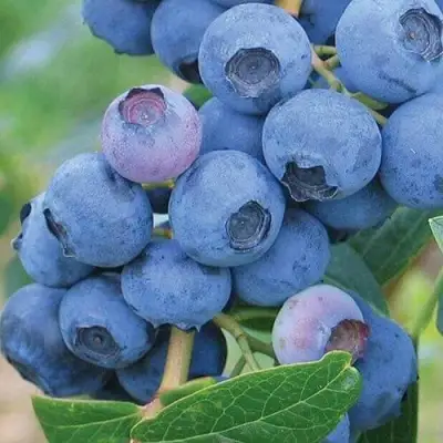 Голубика ЭРЛИБЛЮ в Пинске