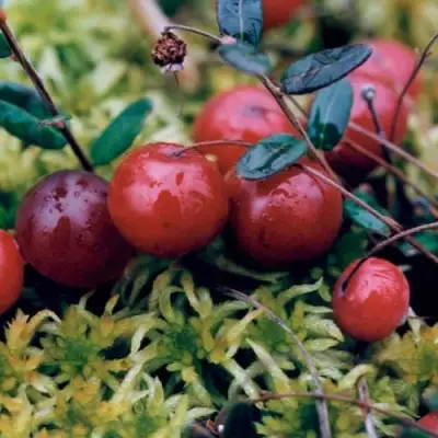 Клюква МАК ФАРЛИН в Пинске