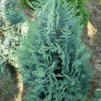 Кипарисовик КОЛУМНАРИС лавсона в Пинске