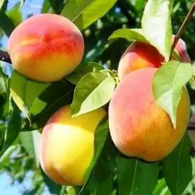 Персик ПАМЯТЬ ЛОЙКО в Пинске