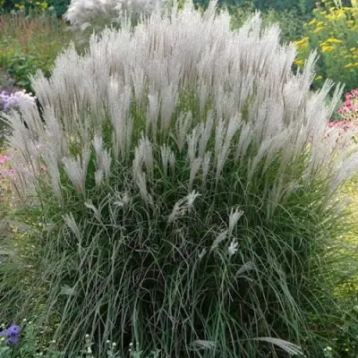 Мискантус КЛЯЙН СИЛЬБЕРСПАЙН китайский  в Пинске