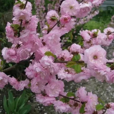 Миндаль ТРЁХЛОПАСТНЫЙ (луизеания) в Пинске