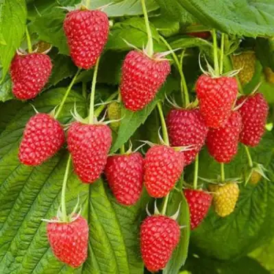 Малина БРУСВЯНА в Пинске