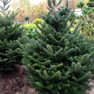 Пихта ФРАЗЕРА в Пинске