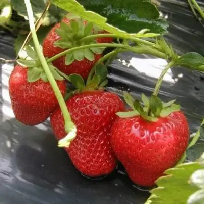 Клубника МОНТЕРЕЙ ремонтантная в Пинске