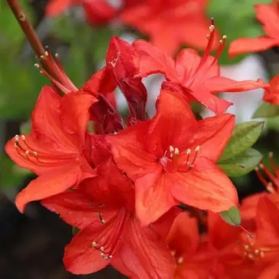 Азалия ПАРКФАЕР листопадная в Пинске