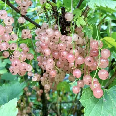 Смородина розовая ГОЛЛАНДСКАЯ РОЗОВАЯ в Пинске